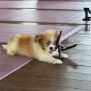 퍼피와 | 발리 우붓 퍼피요가 (puppy yoga) 후기, 예약방법