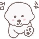 허니모모 애견미용실 이미지