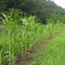 무안농장 이미지