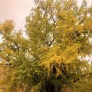 만향당 | 경주 여행. 은행나무 명소 운곡서원, 딮 게스트하우스