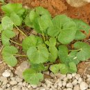 산머루펜션 이미지