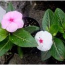 박하제주 이미지