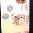 이쁘냥 고양이미용실 대전점 이미지