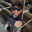 대한에너지 | 용인 버섯체험 아이랑 가볼만한곳 은하농장