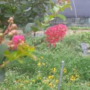 별빛민박농원 이미지