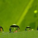 풀잎 위의 이슬 이미지