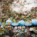 청기와목욕탕 이미지