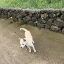 별빛쉼표 | [서귀포게스트하우스 추천] 서귀포조용한숙소 ‘무릉쉼표’ 1박 2일 힐링 후기 🌿