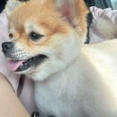 까끄개 애견미용 | 당진 애견미용 까끄개 가격 이용후기