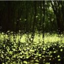 반딧불이 이미지