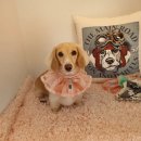 스타애견미용 | 은평구 애견미용 | 담비, 장모닥스훈트 미용 후 포토존 촬영