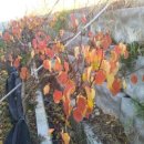 만금농장 이미지