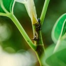 꽃이랑개랑 이미지