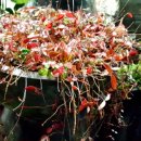 누네띠네 이미지