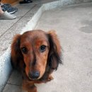 현대 강아지＆고양이 이미지