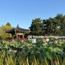 연蓮 Lotus 야생화를 찾아서(464) 이미지