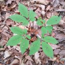 장마당 빈대떡 | 오지산행후기(301차) 연천 나들이