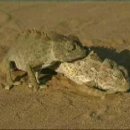 Namib Desert chameleon mating ritual 이미지