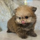 빅토리아펫 강아지고양이 잠실점 이미지