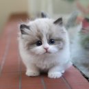 도그플러스 동물병원(미유펫 대구점) 이미지