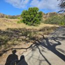 헤드 | 하와이 다이아몬드 헤드 ~ 트레킹 후기(예약, 트롤리)