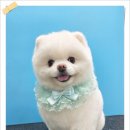 리즈애견미용 이미지