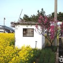 맹방유채꽃마을 이미지