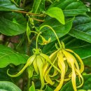 일랑일랑 이미지