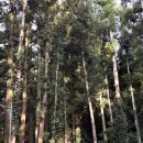 금능초등학교 | 제주 서귀포 캠핑장 돈내코 계곡 원앙폭포도 가까웠던 돈내코야영장