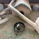 정원오리농장 | 내돈내산 제주 길갈팜랜드 직접 다녀온 솔직 후기 | 제주 여행 | 제주 체험형 농장