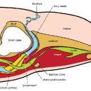벨루가의 머리구조 이미지