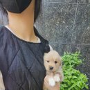 강아지분양 애견입양 아이러브독 인천점 이미지