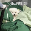 젤라비뷰티
