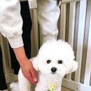 몽몽이애견 이미지