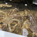 해림대게 이미지