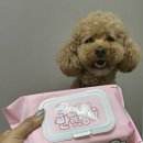 우리펫 | 더마테스트 인증 반려동물 강아지 전용 물티슈, 우리들의반려생활 펫티슈 사용 후기