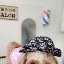 댕댕수라간 이미지