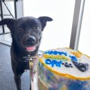 콩지네 부엌 | [반려동물케이크/원데이클래스] 반려견 생일케이크 직접 만들어보았습니다!