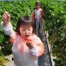 딸기농장 봄소풍2 이미지