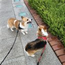 왕짱 애견스쿨 이미지