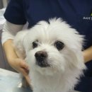 Dr.DOG 동물의료센터 이미지