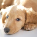 24시 더원 동물병원 이미지