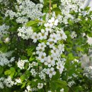 너더리육교 이미지