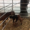 자영농장 이미지