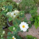 사임당로 72 이미지