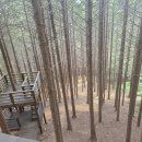 하동편백자연휴양림 이미지
