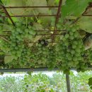 정선그림바위민박 이미지