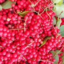 인제농장 이미지