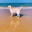 반려견 이해하기(펫) 이미지