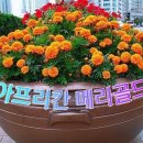 메리골드